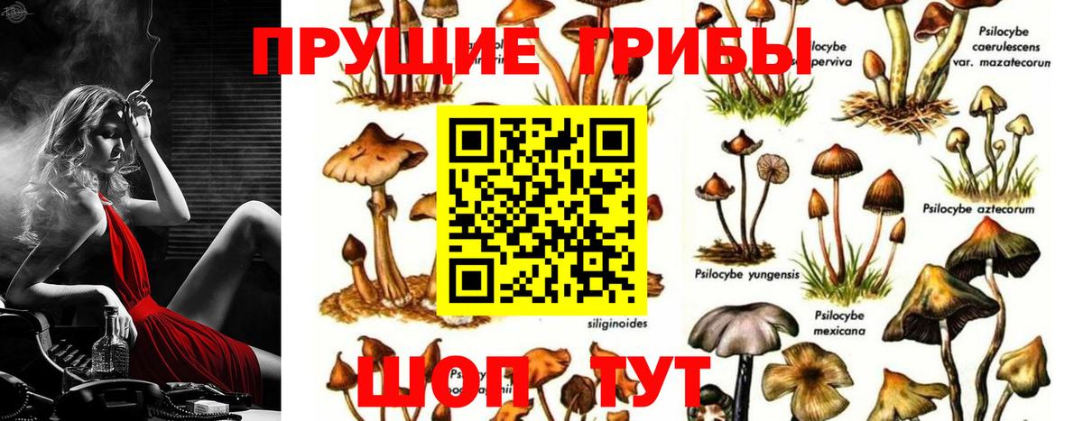 Галлюциногенные грибы Psilocybine cubensis Россия